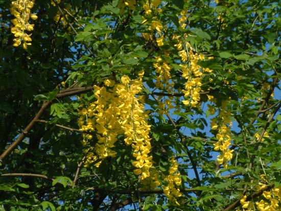  Image name: maggiociondolo3.jpg 
 width: 550 pixel 
 height: 413 pixel 
 Size: 75483 bytes 
 Click to enlarge 